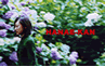 hanae1